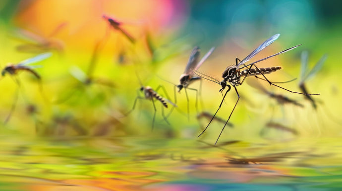ULV Foggers Explained: Are They the Best Way to Get Rid of Mosquitoes in 2025?
