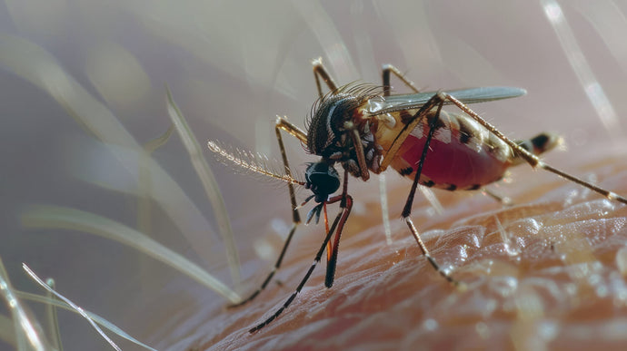 Best Mosquito Foggers for Yards in 2025: How to Reclaim Your Outdoor Space